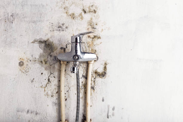Best Mold Testing and Removal  in Fulton, MD