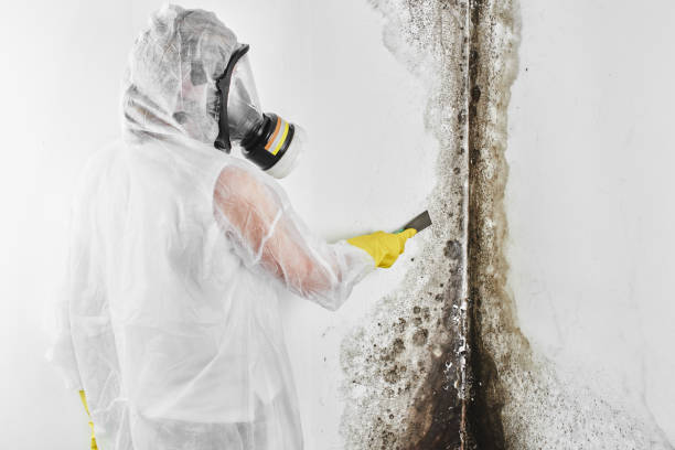 Best Affordable Mold Removal  in Fulton, MD
