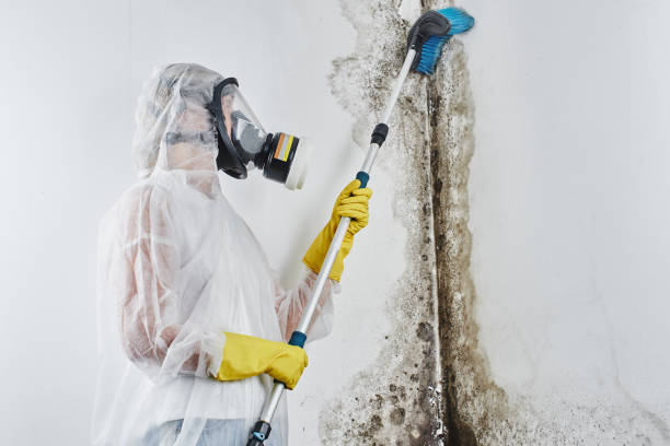 Best Crawl Space Mold Removal  in Fulton, MD