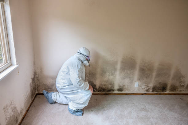 Home Mold Removal in Fulton, MD