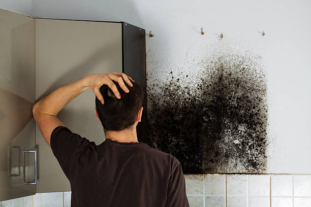 Best Office Mold Removal Services  in Fulton, MD