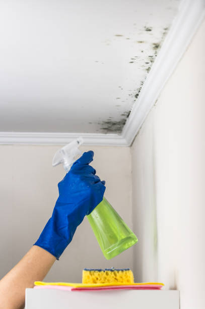 Best Same-Day Mold Removal  in Fulton, MD