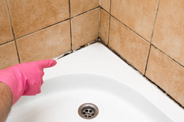 Trusted Fulton, MD Mold Removal Experts