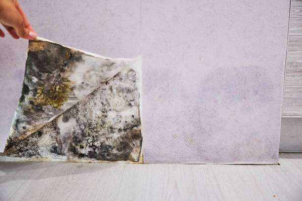 Best Black Mold Removal  in Fulton, MD